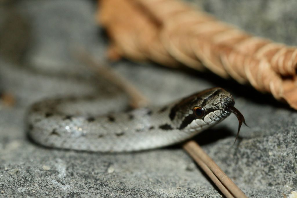 Neonata Coronella austriaca